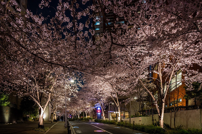 六本木ヒルズの「桜まつり 2017」- 桜のライトアップやグルメ屋台、グルメサンドイッチも登場｜写真2