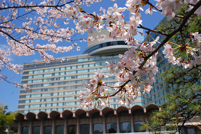 ホテルニューオータニの桜メニュー、57本の桜が咲き誇る日本庭園×春の味覚｜写真12