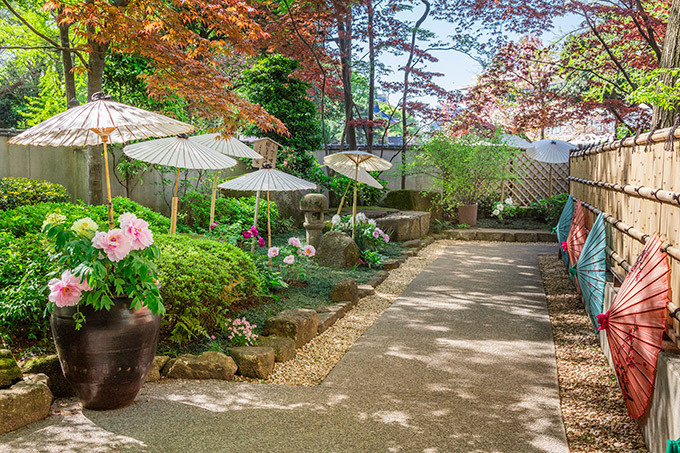 「春のぼたん祭」上野東照宮のぼたん苑にて - 110種600株以上のボタンが咲き誇る｜写真2