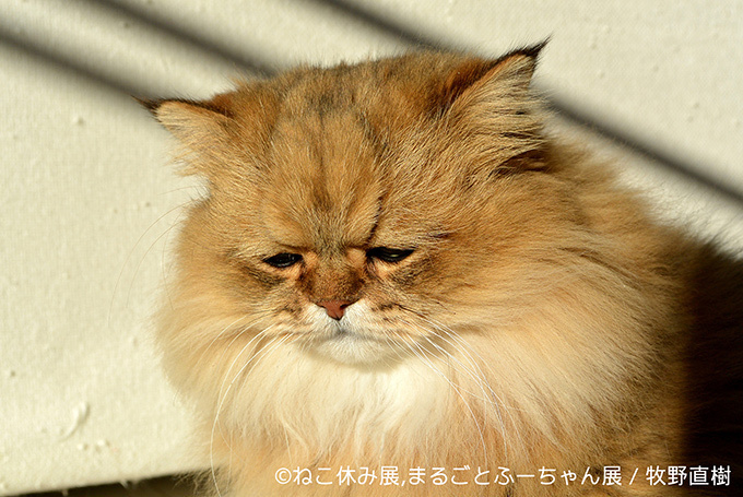 「ねこ休み展」SNS界の“スター猫”が静岡に集結 - 滋賀ではしょんぼり顔の“ふーちゃん”新写真展｜写真7