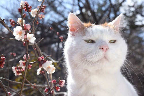 猫たちの写真展「かご猫展～かご猫シロと季節のなかで～」 千葉・柏にて開催｜写真3