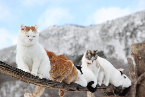 猫たちの写真展「かご猫展～かご猫シロと季節のなかで～」 千葉・柏にて開催｜写真5