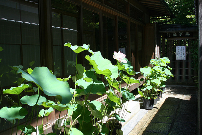 京都・妙心寺退蔵院で夏のお花見「蓮見の会」"阿じろ"によるブランチも｜写真12