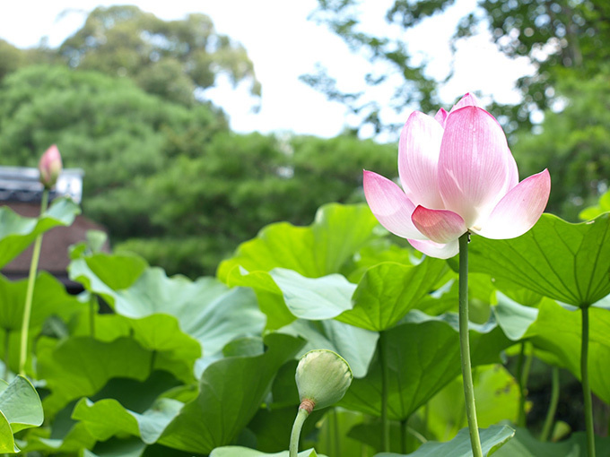 京都・妙心寺退蔵院で夏のお花見「蓮見の会」"阿じろ"によるブランチも｜写真4