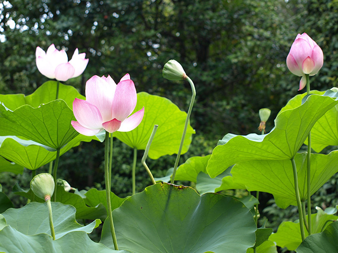 京都・妙心寺退蔵院で夏のお花見「蓮見の会」"阿じろ"によるブランチも｜写真5