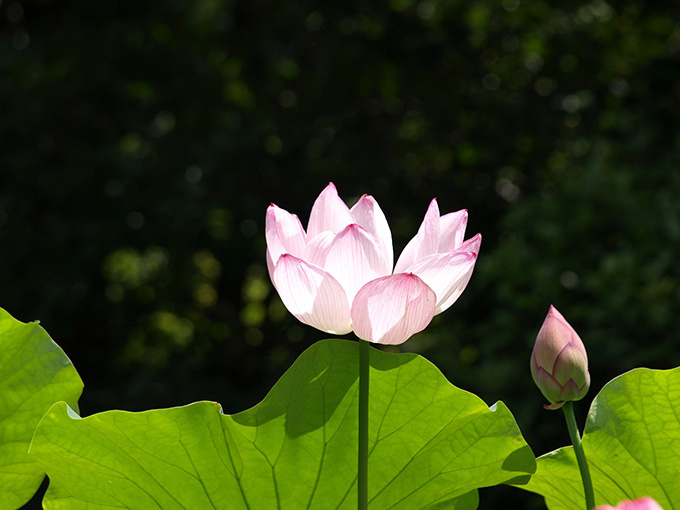 京都・妙心寺退蔵院で夏のお花見「蓮見の会」"阿じろ"によるブランチも｜写真6