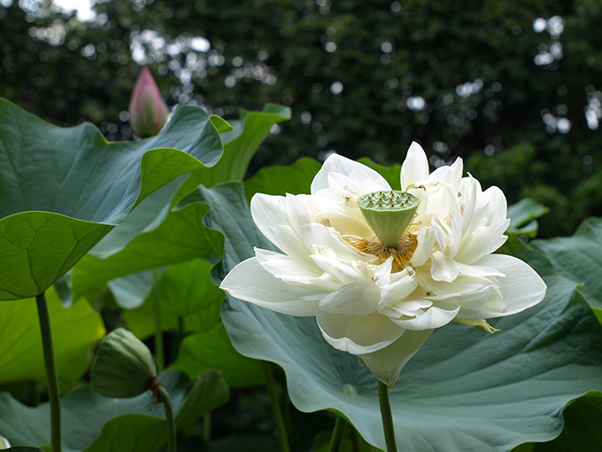 京都・妙心寺退蔵院で夏のお花見「蓮見の会」"阿じろ"によるブランチも｜写真8