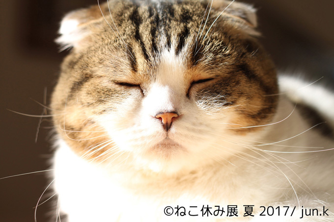 過去最大級の「ねこ休み展」東京、新潟にて開催 - 新作ねこグッズや初参戦のスター猫｜写真16