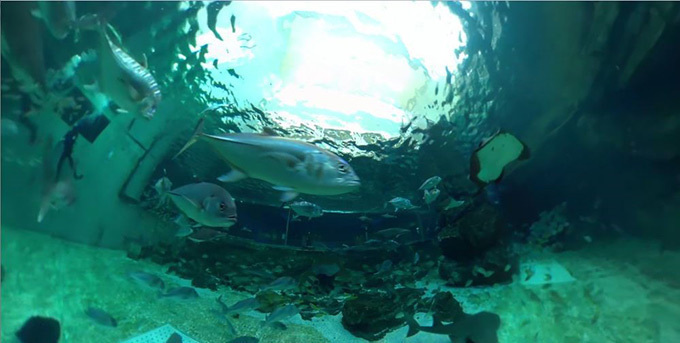 須磨海浜水族園で水中世界をVR体験「未来水族感」接近するシロワニ、頭上を通過するホシエイなど｜写真4