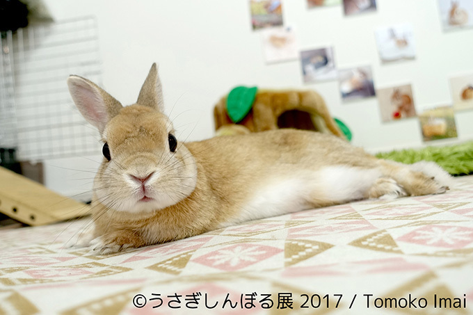 うさぎの写真展「うさぎしんぼる展 2017」東京・浅草橋で開催、オリジナルの限定グッズ販売も｜写真1