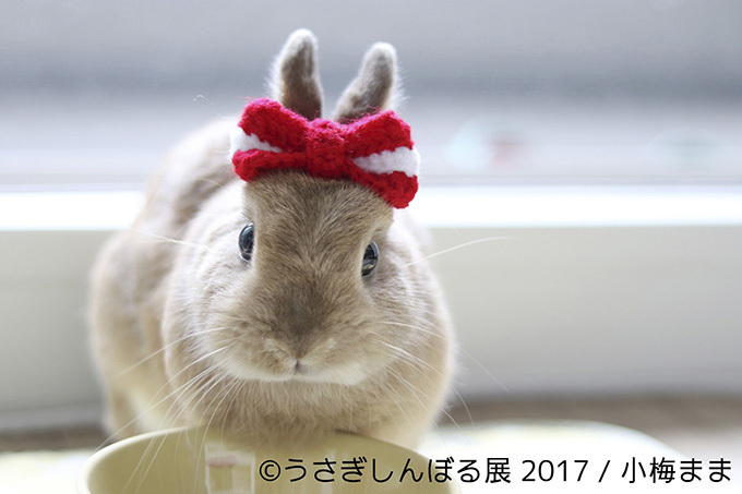 うさぎの写真展「うさぎしんぼる展 2017」東京・浅草橋で開催、オリジナルの限定グッズ販売も｜写真10