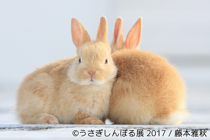 うさぎの写真展「うさぎしんぼる展 2017」東京・浅草橋で開催、オリジナルの限定グッズ販売も｜写真11