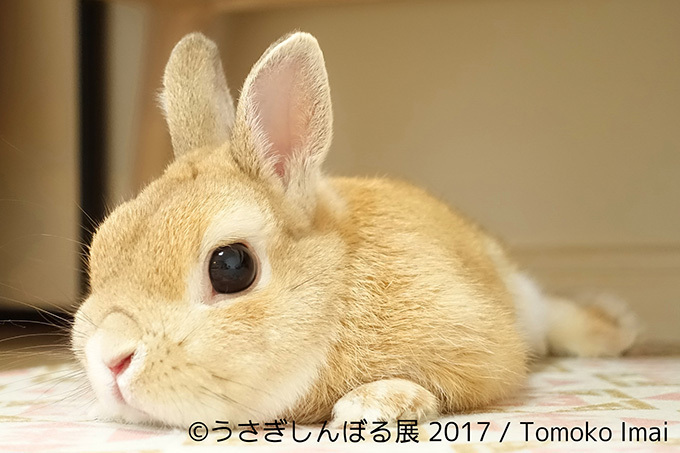 うさぎの写真展「うさぎしんぼる展 2017」東京・浅草橋で開催、オリジナルの限定グッズ販売も｜写真13