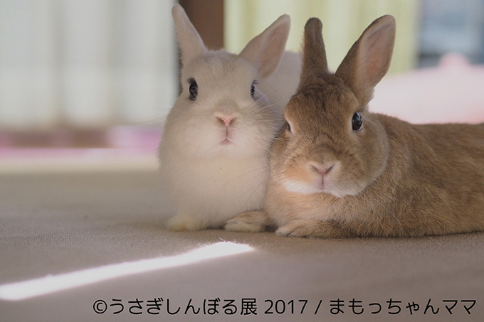 うさぎの写真展「うさぎしんぼる展 2017」東京・浅草橋で開催、オリジナルの限定グッズ販売も｜写真8