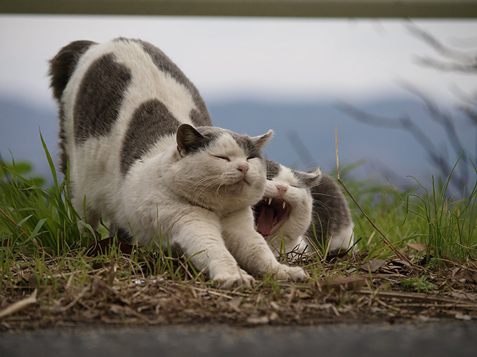 岩合光昭のミニ写真展「ねこのとけい」千葉 柏タカシマヤで開催 - 写真約80点＆猫グッズ販売｜写真6