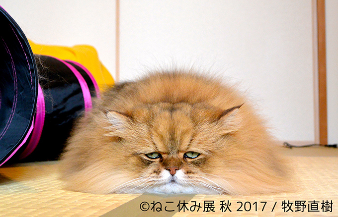 「ねこ休み展 秋 2017」名古屋で開催、スター猫たちの新作や限定グッズも｜写真2