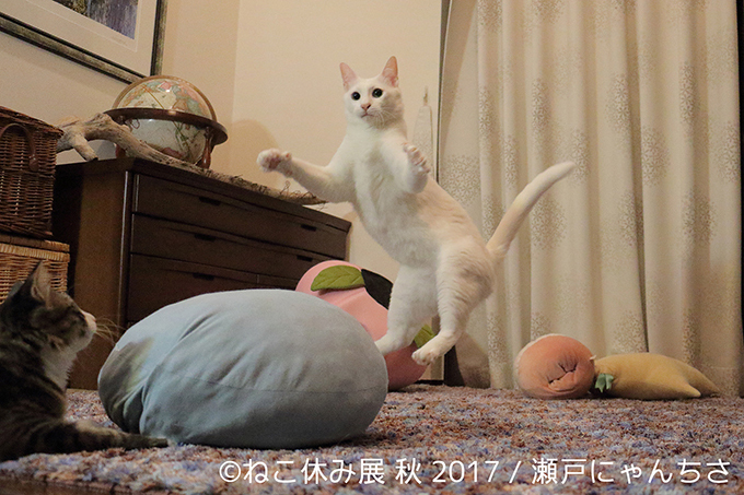 「ねこ休み展 秋 2017」名古屋で開催、スター猫たちの新作や限定グッズも｜写真7