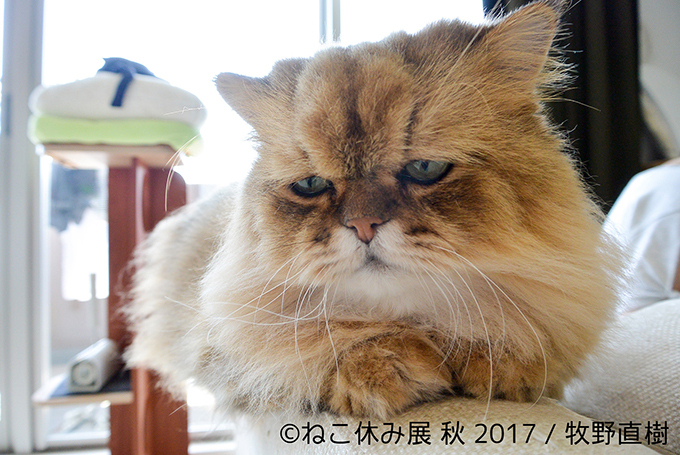 「ねこ休み展 秋 2017」名古屋で開催、スター猫たちの新作や限定グッズも｜写真5