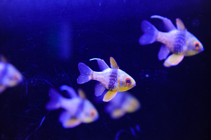 すみだ水族館×清川あさみ「フェアリーテール イン アクアリウム」、宮沢賢治の童話がテーマの幻想的空間｜写真15