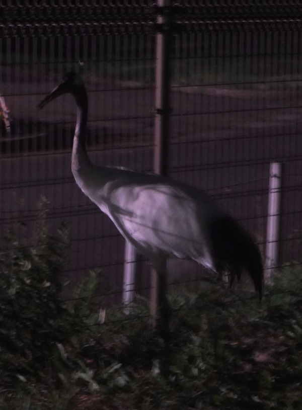 東武動物公園「ウインターイルミネーション」リズミカルなイルミネーションで光のライブ空間を演出｜写真29