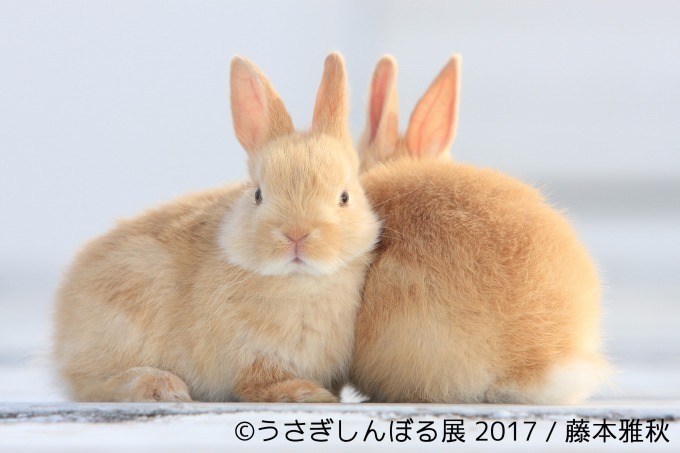 「うさぎしんぼる展 in 名古屋」癒しうさぎの写真・動画作品300点以上、限定アイテムも販売｜写真23