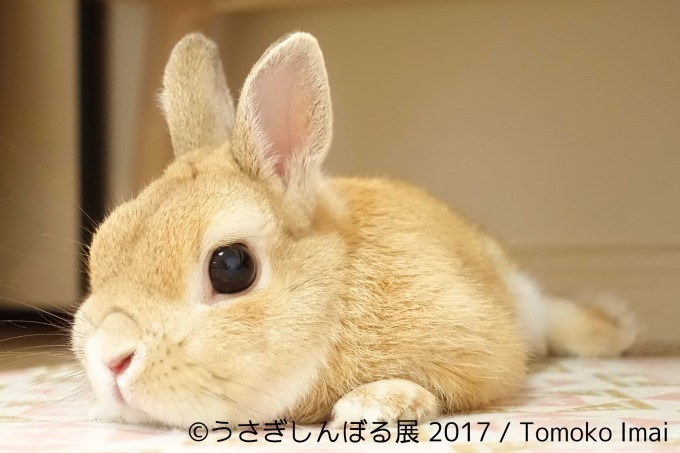 「うさぎしんぼる展 in 名古屋」癒しうさぎの写真・動画作品300点以上、限定アイテムも販売｜写真12