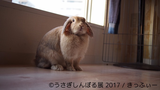 「うさぎしんぼる展 in 名古屋」癒しうさぎの写真・動画作品300点以上、限定アイテムも販売｜写真17