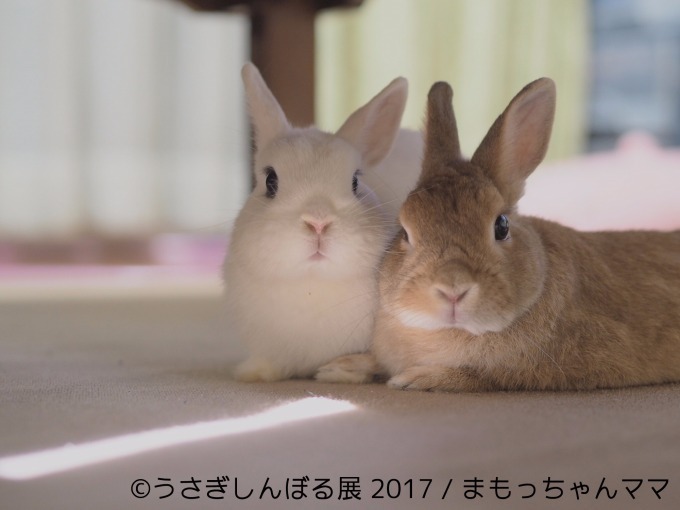 「うさぎしんぼる展 in 名古屋」癒しうさぎの写真・動画作品300点以上、限定アイテムも販売｜写真15