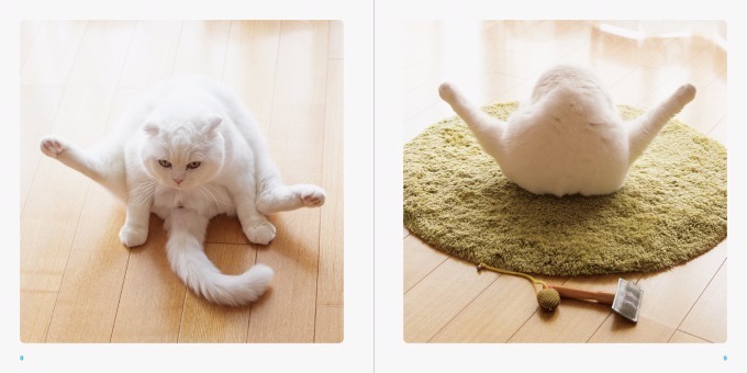 写真集『ねこのおみあし』“くつしたねこ”から“ごろにゃん”まで、魅力たっぷりな後ろ足に注目｜写真3