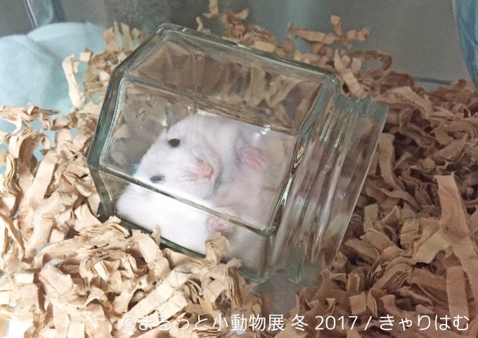 写真展「まるっと小動物展 冬 2017」浅草橋で - ハリネズミやリスなど、愛くるしい小動物に焦点｜写真10