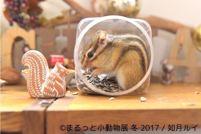 写真展「まるっと小動物展 冬 2017」浅草橋で - ハリネズミやリスなど、愛くるしい小動物に焦点｜写真14