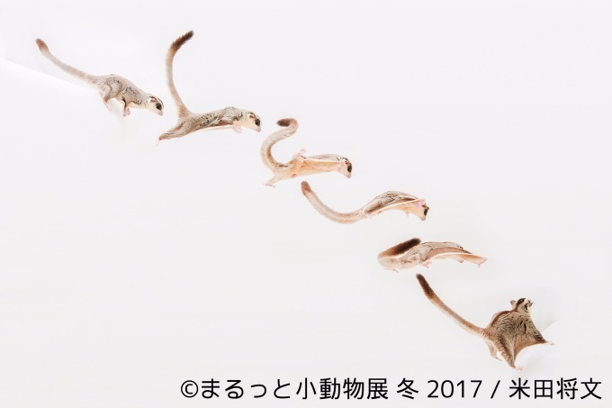 写真展「まるっと小動物展 冬 2017」浅草橋で - ハリネズミやリスなど、愛くるしい小動物に焦点｜写真15