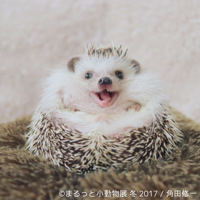 写真展「まるっと小動物展 冬 2017」浅草橋で - ハリネズミやリスなど、愛くるしい小動物に焦点｜写真12