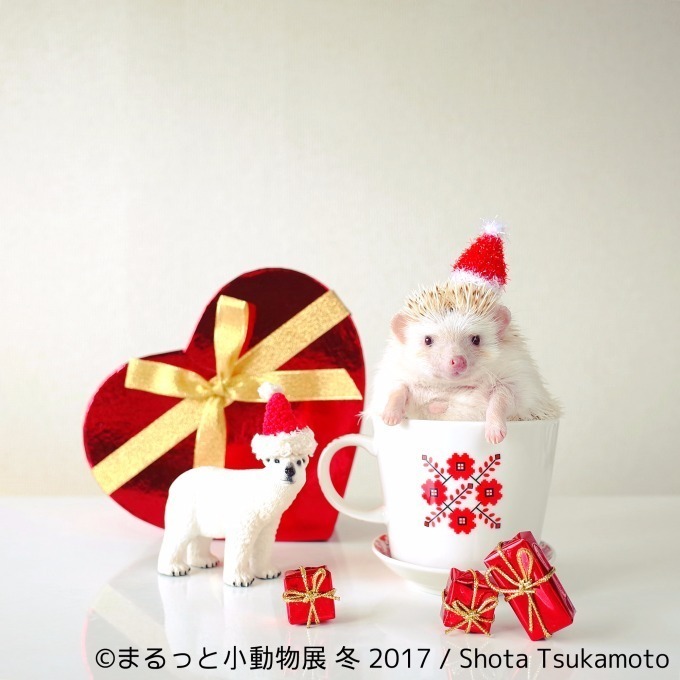 写真展「まるっと小動物展 冬 2017」浅草橋で - ハリネズミやリスなど、愛くるしい小動物に焦点｜写真7