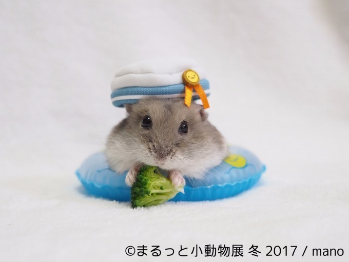 写真展「まるっと小動物展 冬 2017」浅草橋で - ハリネズミやリスなど、愛くるしい小動物に焦点｜写真4