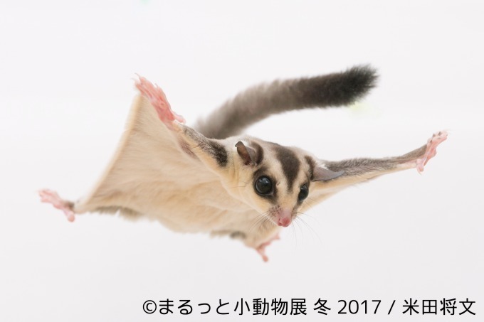 写真展「まるっと小動物展 冬 2017」浅草橋で - ハリネズミやリスなど、愛くるしい小動物に焦点｜写真16