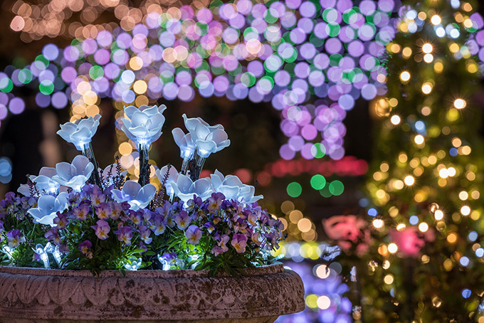 栃木・あしかがフラワーパークのイルミネーション「光の花の庭～フラワーファンタジー2017～」｜写真9