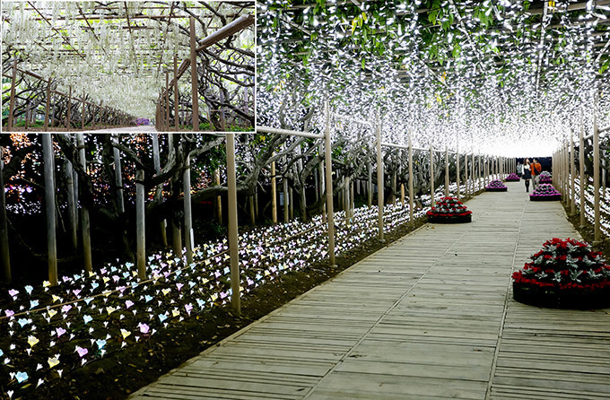 栃木・あしかがフラワーパークのイルミネーション「光の花の庭～フラワーファンタジー2017～」｜写真17