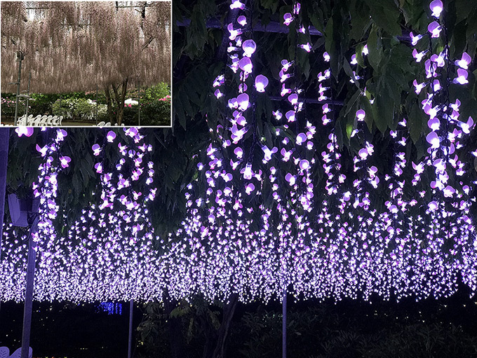 栃木・あしかがフラワーパークのイルミネーション「光の花の庭～フラワーファンタジー2017～」｜写真16