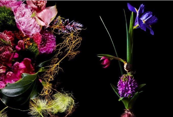 東信×椎木俊介の写真集『Time of Life 植物図鑑』鮮烈な花々が生命の尊さを教える｜写真1