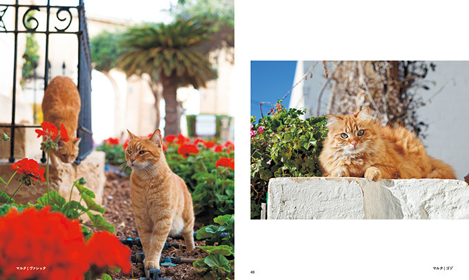 写真集『世界の街猫』美しい街の風景＆そこで暮らす猫たちを特集｜写真9