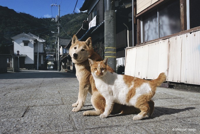 岩合光昭写真展「ねこといぬ」西武池袋本店で、18年戌年にちなみネコとイヌが仲良くコラボ｜写真1