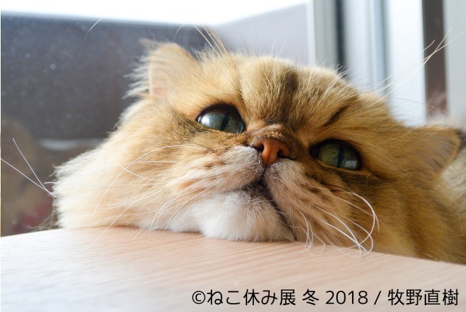 「ねこ休み展 冬 2018」が東京・浅草橋で - 350点以上の作品展示ほかオリジナルグッズも｜写真4