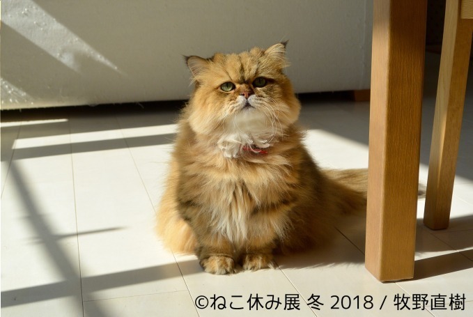 「ねこ休み展 冬 2018」が東京・浅草橋で - 350点以上の作品展示ほかオリジナルグッズも｜写真5