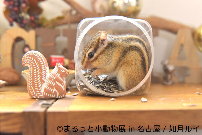 写真展「まるっと⼩動物展」が名古屋に - ハリネズミやリスなどに加えフクロモモンガ新登場｜写真9