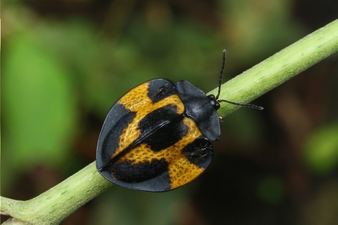 国立科学博物館初「昆虫」にフォーカスした大規模特別展を開催｜写真3