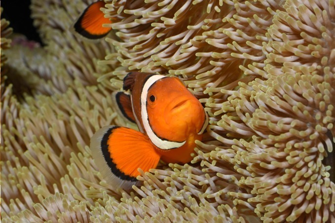 新江ノ島水族館の限定展示「恋する“えのすい”」クラゲが泳ぐワイングラスツリーやバレンタイン仕様の水槽｜写真6