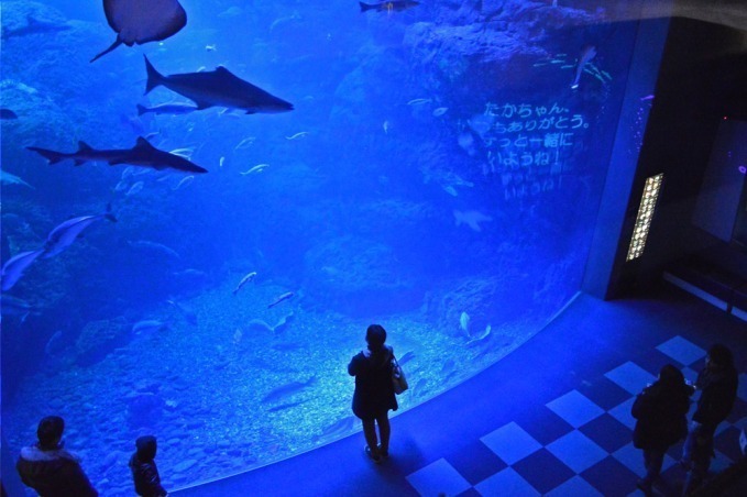 新江ノ島水族館の限定展示「恋する“えのすい”」クラゲが泳ぐワイングラスツリーやバレンタイン仕様の水槽｜写真10