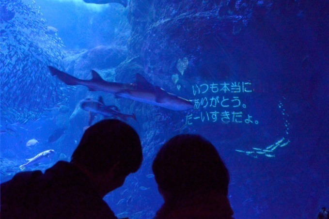 新江ノ島水族館の限定展示「恋する“えのすい”」クラゲが泳ぐワイングラスツリーやバレンタイン仕様の水槽｜写真11