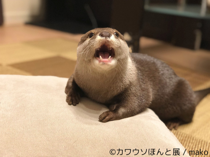 「カワウソほんと展」初の巡回展が名古屋に - カワウソの写真や限定グッズ、東京で新作展も｜写真3